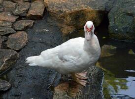 white duck in the water photo