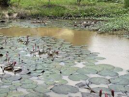 lotus pond in garden photo