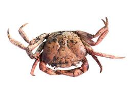 crab isolated on white background. photo