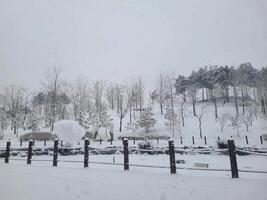 snow covered trees in the park photo