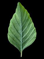 close up of leaf spinach texture background photo