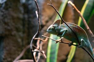 Beautiful chameleon climbing on branch tree waiting for hunt with camoflauge with blurry background photo