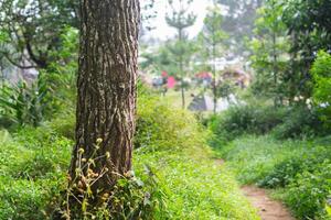 Background of branch tree with pathway to camping site with blurry background photo