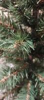 A close up of decoration for new year and christmas event. photo