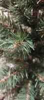 A close up of decoration for new year and christmas event. photo