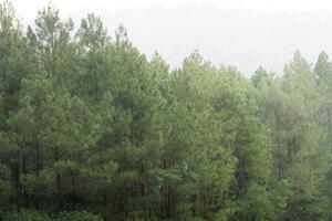 Beautiful background of forest pine trees with fog and silhouette nature photo