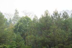 Beautiful background of forest pine trees with fog and silhouette nature photo