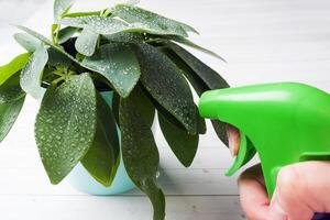 Humidification of green indoor plants from a spray bottle photo