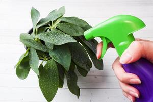 Watering indoor plants from a spray bottle photo