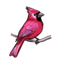A red cardinal bird sitting on a branch vector