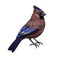 A drawing of a bird with blue feathers vector