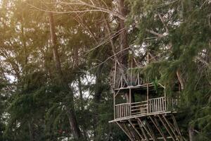A rustic treehouse nestled high in the branches of a lush, green pine tree photo