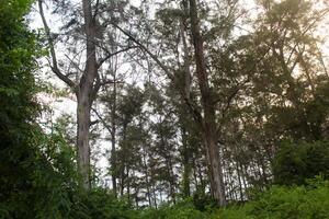 Sun-Dappled Pine Forest Canopy. Tall, slender pine trees dominate a dense forest scene photo