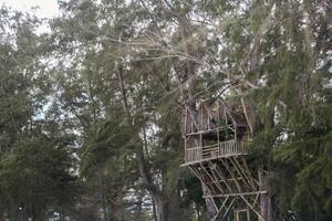 A rustic treehouse nestled high in the branches of a lush, green pine tree photo