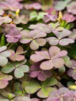 Vibrant Clover Leaves with Unique Color Variations. photo