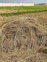 Piled Straw Residue in Rice Field photo