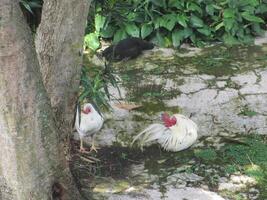 cemani chicken and white chickens Relaxing in a Garden. photo