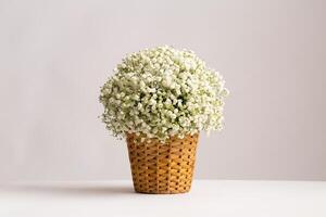 Babys Breath in Wicker Basket basket filled with a cloud like arrangement of delicate white baby breath flowers arrangement is set against a clean white background side view beauty of the blooms photo