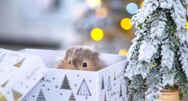 Funny shaggy fluffy hamster sitting in a gift box on the Christmas tree on a Christmas background with fairy lights and bokeh photo