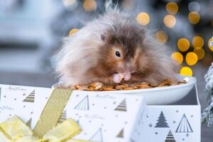 Funny shaggy fluffy hamster sitting in a gift box on the Christmas tree on a Christmas background with fairy lights and bokeh photo