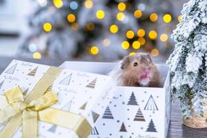 Funny shaggy fluffy hamster sitting in a gift box on the Christmas tree on a Christmas background with fairy lights and bokeh photo