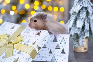 Funny shaggy fluffy hamster sitting in a gift box on the Christmas tree on a Christmas background with fairy lights and bokeh photo