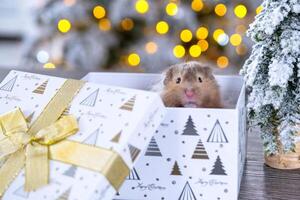 Funny shaggy fluffy hamster sitting in a gift box on the Christmas tree on a Christmas background with fairy lights and bokeh photo