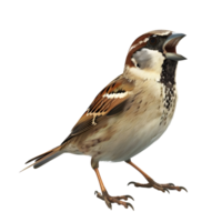 House sparrow perched in side view isolated on transparent background png