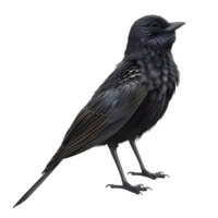Blackbird standing on the ground isolated on transparent background png
