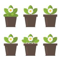 Flower pot display with vibrant blooms isolated on white background vector