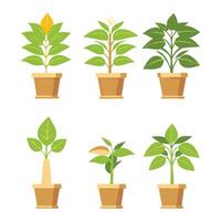 Assorted indoor plants in pots isolated on a white background vector