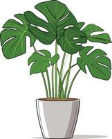 Monstera plant in a simple pot adding greenery to the space vector