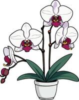 Bright white orchid in a simple pot on a clean background vector
