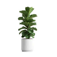 Ficus Lyrata, also known as the Fiddle Leaf, grown in a white pot. This modern indoor plant is isolated against a transparent background. png
