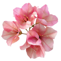 Light Pink Flower Cluster png