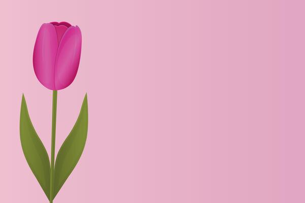 Tulip on the side in the background, space for text, banner, card.