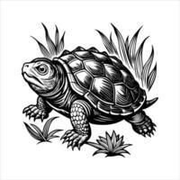 Bog Turtle Glyptemys vector
