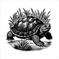 Black marsh turtle vector