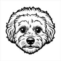 Bichon Frise Dog Face vector