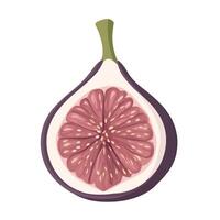 Rich and Ripe Fig Halves Full of Flavor vector
