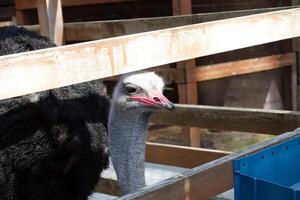 A large ostrich looking out from behind a fence photo