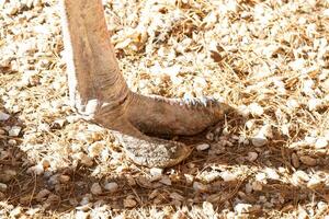 A close up of a bird's feet on a dirt covered ground photo