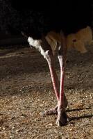A close up of an ostrich with its legs spread photo