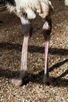 A close up of an ostrich with its legs spread photo