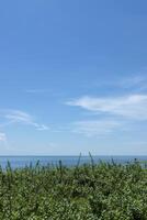 View of Vitex trifolia plant on the beach with sea and sky background. photo
