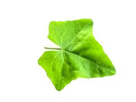 Close up Green ivy gourd leaf on white background. photo