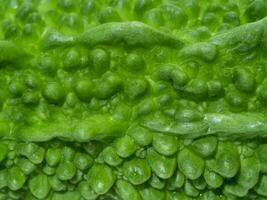 Close up texture fruit of Bitter Cucumber. photo
