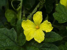 Close up yellow flower of Bitter Cucumber, Bitter Gourd, Carilla Fruit photo