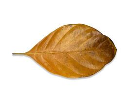 jackfruit leaf isolate on white background with clipping path. photo