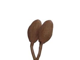 Close up Broad Leaf Mahogany, False Mahogany, Honduras Mahogany photo